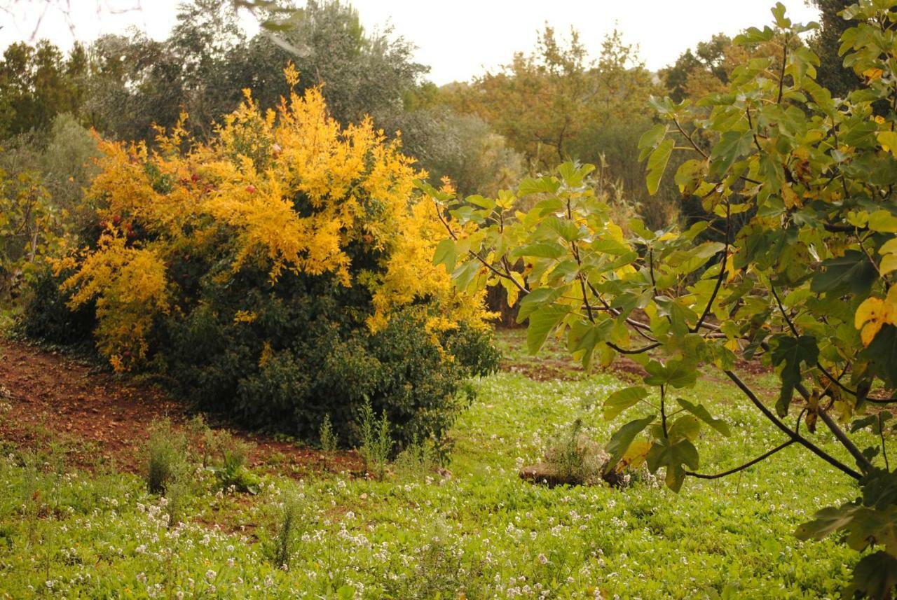 Il Giardino Di Viola Acomodação com café da manhã Ceglie Messapica Exterior foto