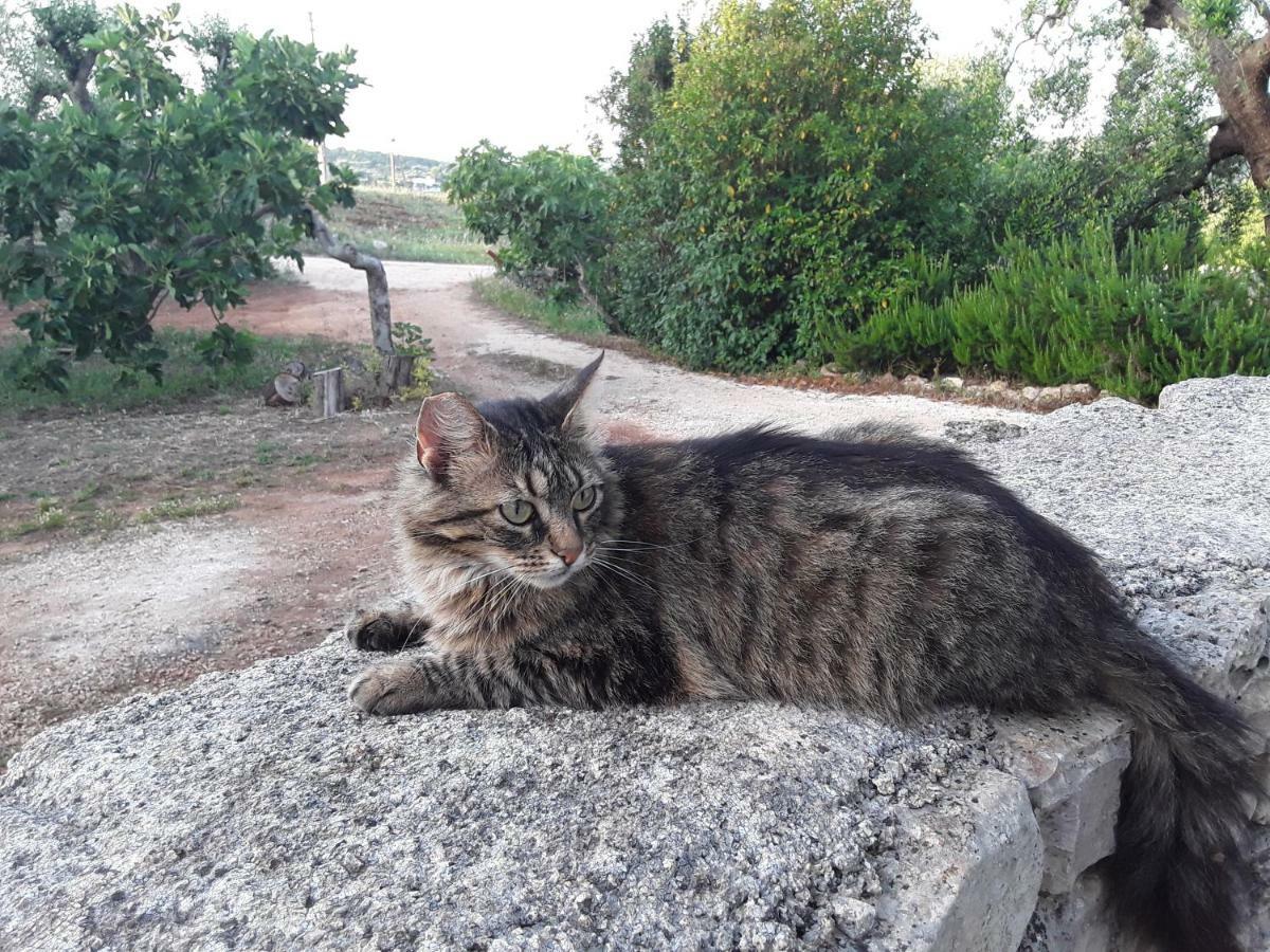 Il Giardino Di Viola Acomodação com café da manhã Ceglie Messapica Exterior foto