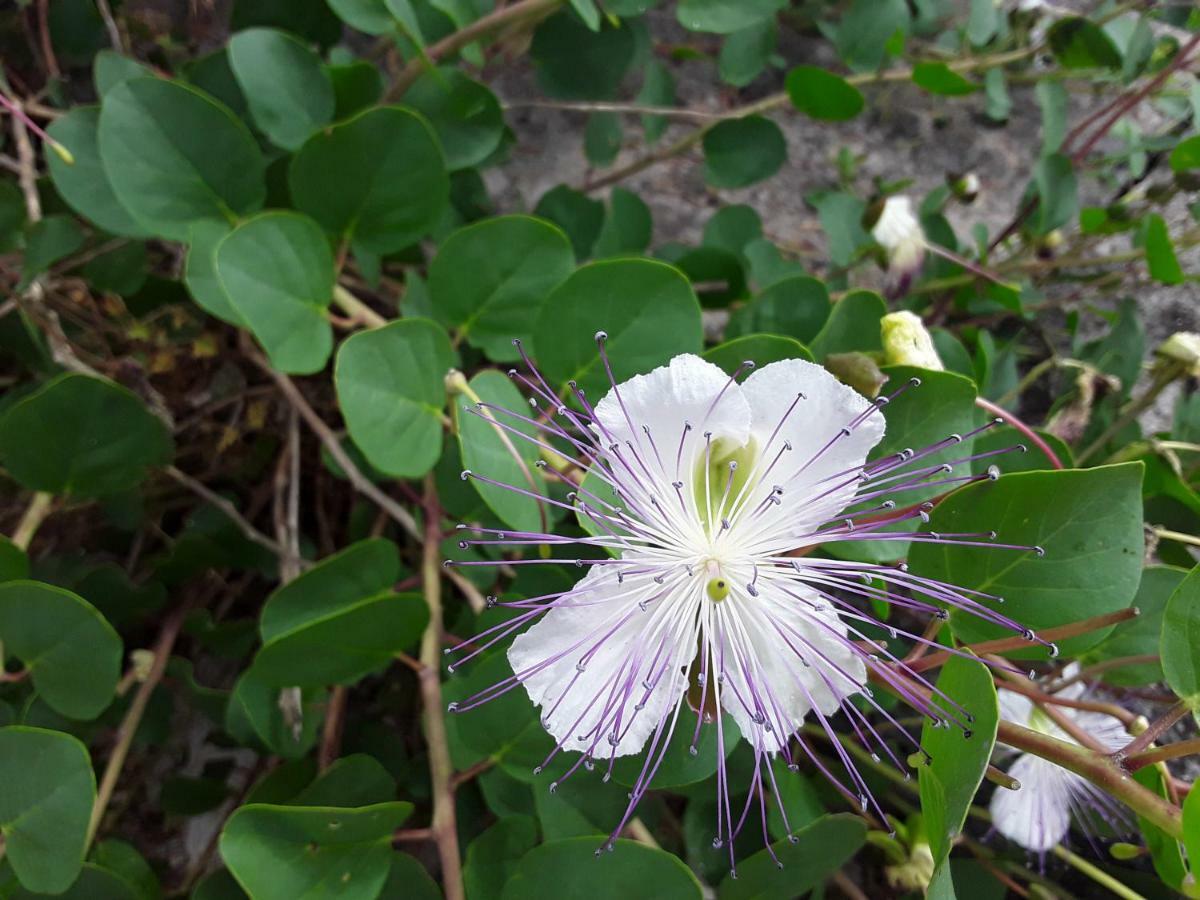 Il Giardino Di Viola Acomodação com café da manhã Ceglie Messapica Exterior foto